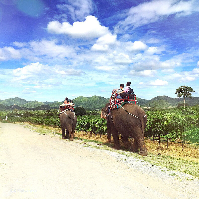 Elephant travel, Thailand