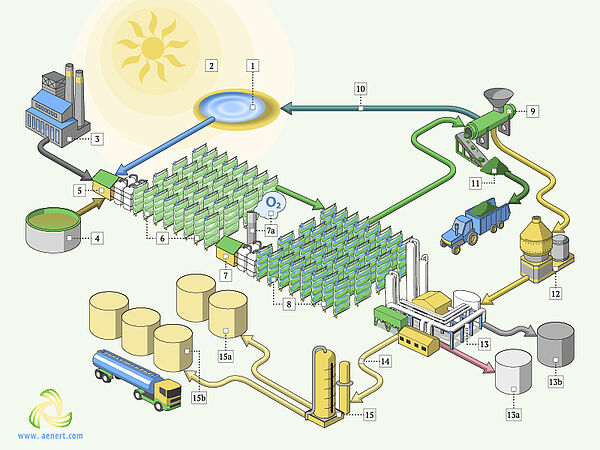 scheme of microalgae processing plant